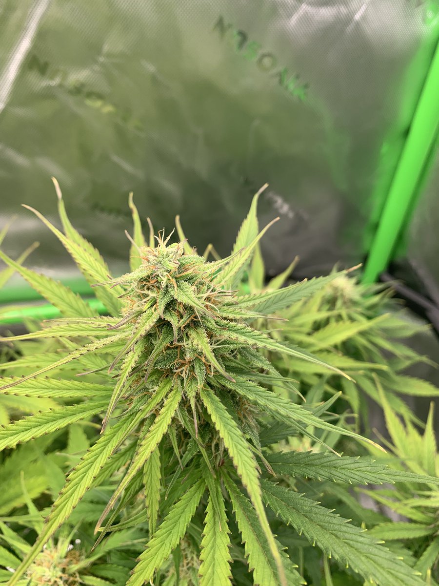 GrowsOhio's tweet photo. Plant 1: Crème de la Chem
Plant 2: Bear Assed Monkey
Plant 3: Strawberry Gorilla
Plant 4: Unknown Auto
#vivosun #organic #autoflower #foxfarm #gaiagreen #loyaltothesoil #cannafam #budflood https://t.co/CALHYvInSZ