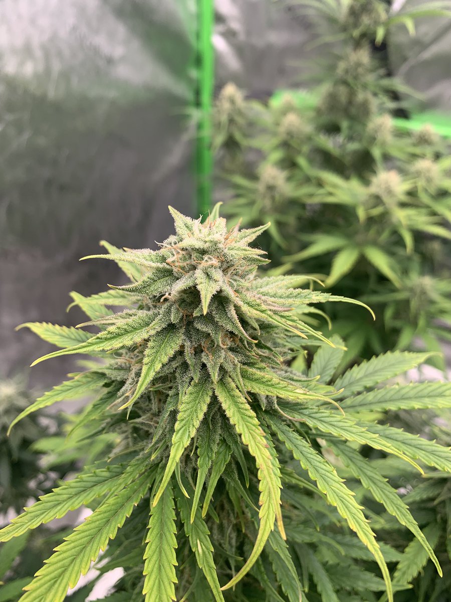 GrowsOhio's tweet photo. Plant 1: Crème de la Chem
Plant 2: Bear Assed Monkey
Plant 3: Strawberry Gorilla
Plant 4: Unknown Auto
#vivosun #organic #autoflower #foxfarm #gaiagreen #loyaltothesoil #cannafam #budflood https://t.co/CALHYvInSZ