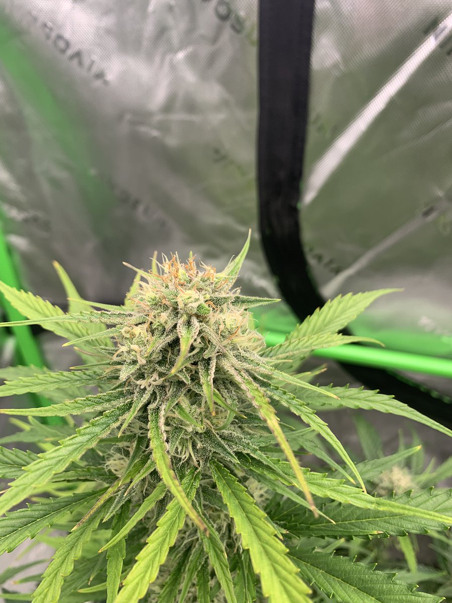 GrowsOhio's tweet photo. Plant 1: Crème de la Chem
Plant 2: Bear Assed Monkey
Plant 3: Strawberry Gorilla
Plant 4: Unknown Auto
#vivosun #organic #autoflower #foxfarm #gaiagreen #loyaltothesoil #cannafam #budflood https://t.co/CALHYvInSZ