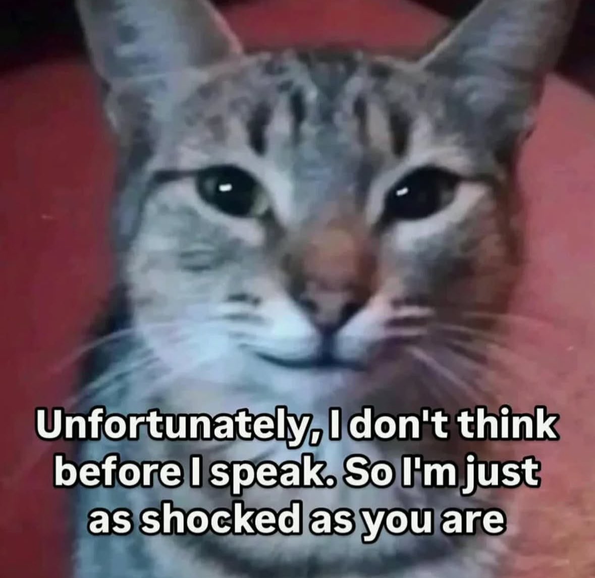 LiterallyMeCats (@literallymecats) on Twitter photo 