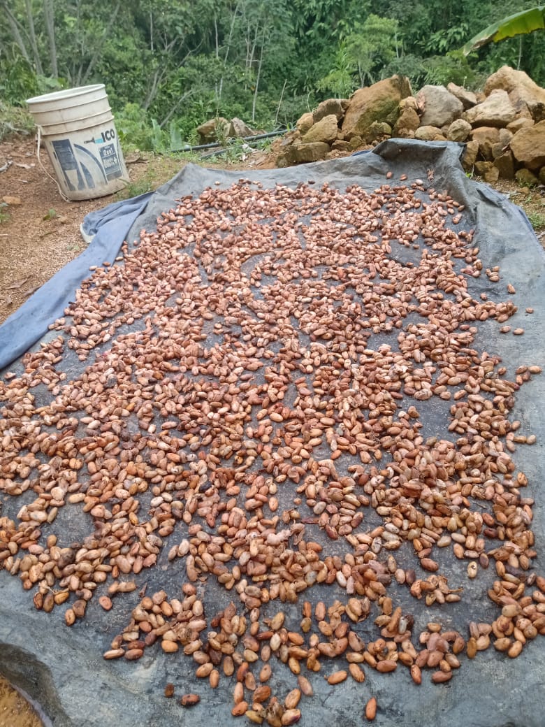 ya están produciendo los primeros arboles