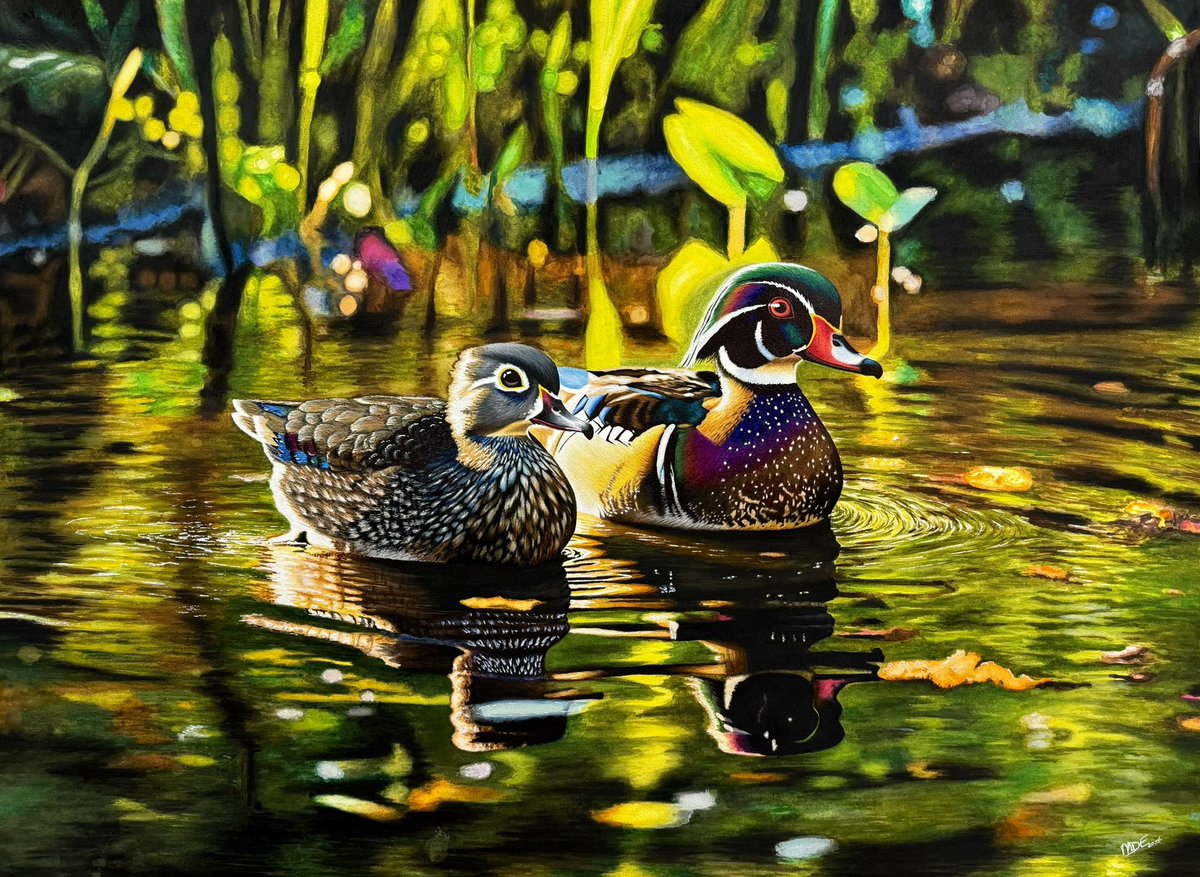 Just in case you missed it there are prints available on my website mdearts.com of this piece - Wood Ducks at Dawn