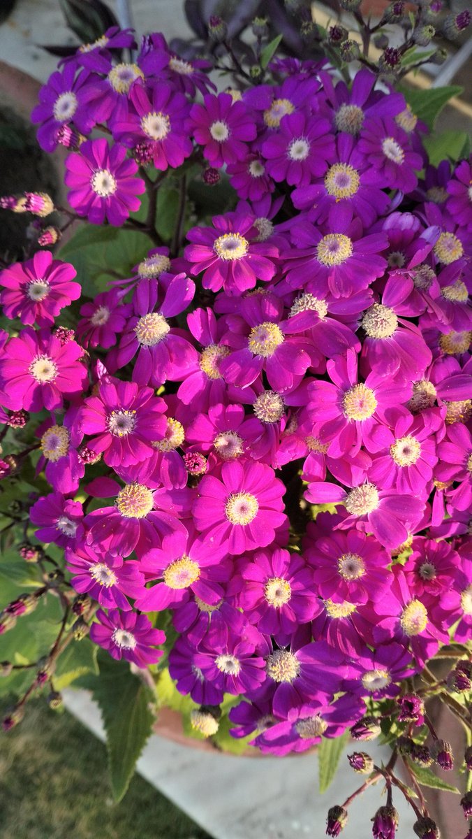 siddlovesnature's tweet photo. Goodmorning @TheFlowerShow the best page I could follow for flowers...Thank u for making our days brighter and happier and inspiring us each day..A small  bunch of flowers as appreciation for the beautiful showcasing of nature's beauty..@TheFlowerShow https://t.co/gg8UAPFgKN