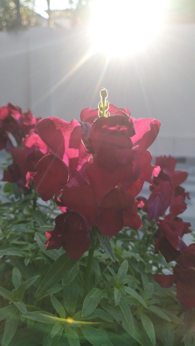 siddlovesnature's tweet photo. Goodmorning @TheFlowerShow the best page I could follow for flowers...Thank u for making our days brighter and happier and inspiring us each day..A small  bunch of flowers as appreciation for the beautiful showcasing of nature's beauty..@TheFlowerShow https://t.co/gg8UAPFgKN