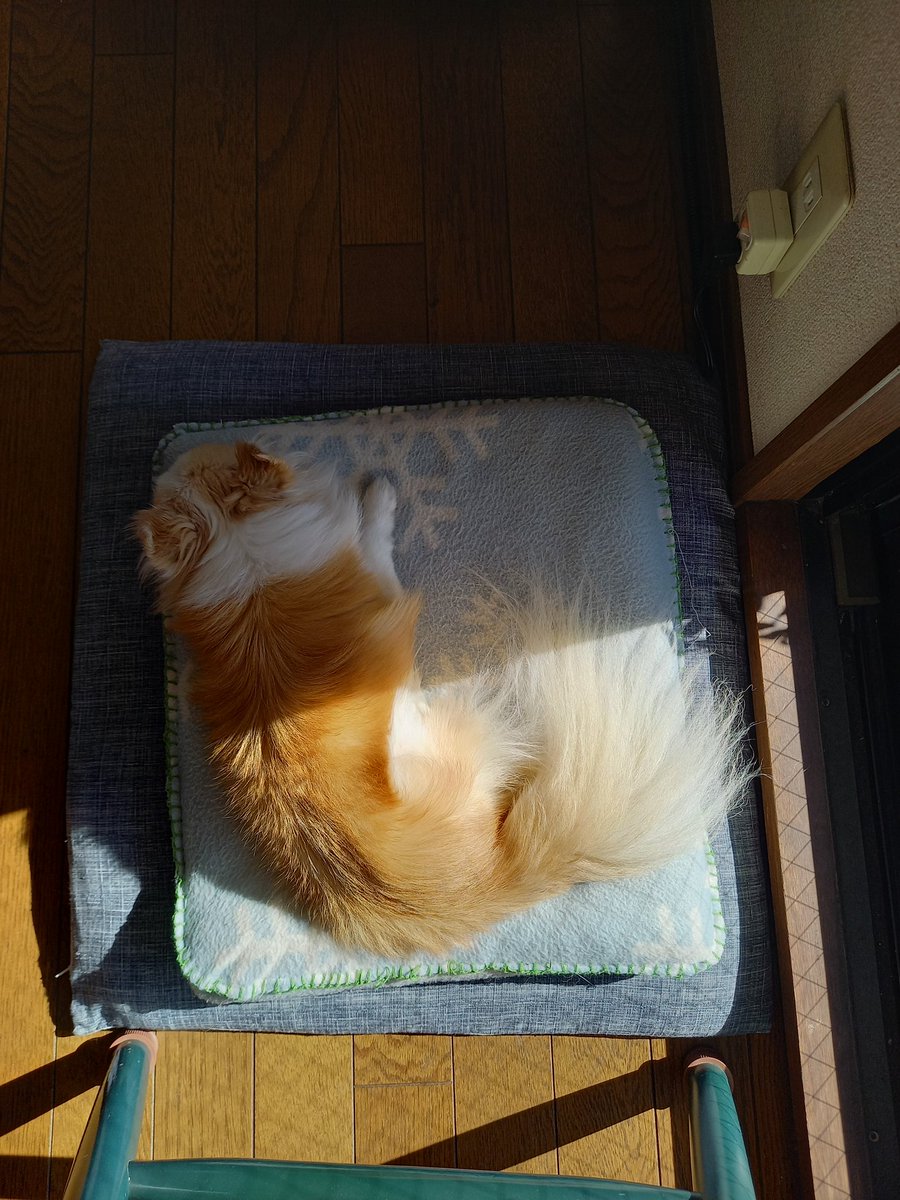 JJJ8563's tweet photo. 半身浴☀️

#チワワ　#シニアわんこ　#犬のいるくらし　#犬好き　#いてくれてありがとう　#NoWordsAreNeeded 
　#おひさま　#ひなた https://t.co/TeTWLU4GPa