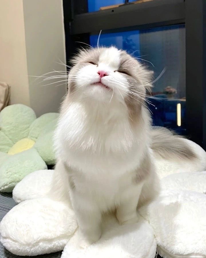kittlenx's tweet photo. ᅠ
ᅠᅠ
ᅠᅠ
bOOOoo— meowning! hari ini mood naa sedang bagus, semoga sampai malam bagus terus ~

ฅ ฅ
ᅠ
ᅠᅠ
ᅠᅠ https://t.co/ucZht8Liqp