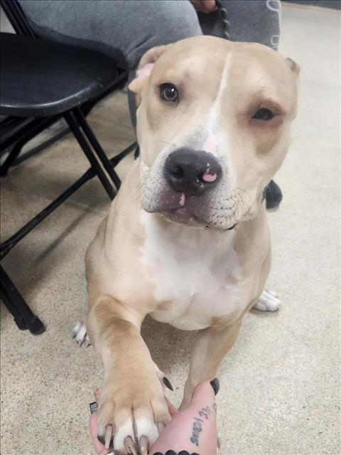 PetfindToronto's tweet image. #DUNDAS #SPADINA #KENSINGTON Pls RT2unite #FOUND #DOG- 25-Jan-25 #Toronto Animal Services A0999106 #PUBLIC L&amp;amp;F 416-338-7297 TAN WHT#AMERPITBULL #TERRIER MIX M/?Age