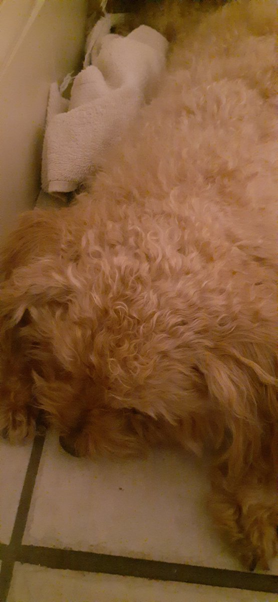 CaseyBrienza's tweet image. Rest in peace, little guy.