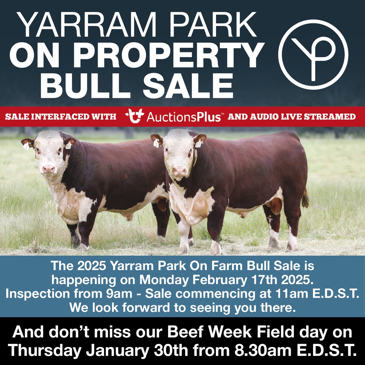 Yarram Park annual bull sale. 17th February 2025, catalogues have been posted or download here: scribd.com/document/82135…