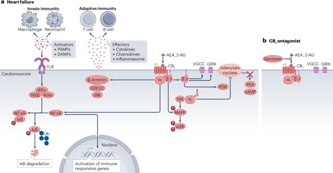 Regular cannabis use Is associated with ⬆️ risk of multiple adverse cardiovascular outcomes, including myocardial infarction, arrhythmias and cardiomyopathy.

#MedTwitter 

nature.com/articles/s4156…