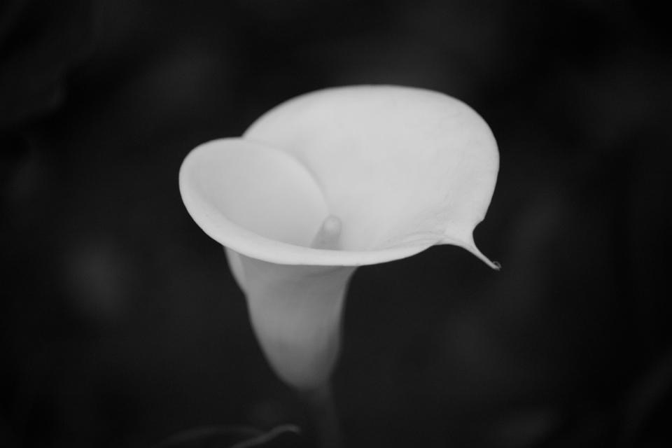 FotoWrangler's tweet photo. Tip Toe through the Tulip #tulip #fower #black&white #canon #nature #naturephotography #black&whitephotography #flowerphotography https://t.co/C6LnVyoPMr