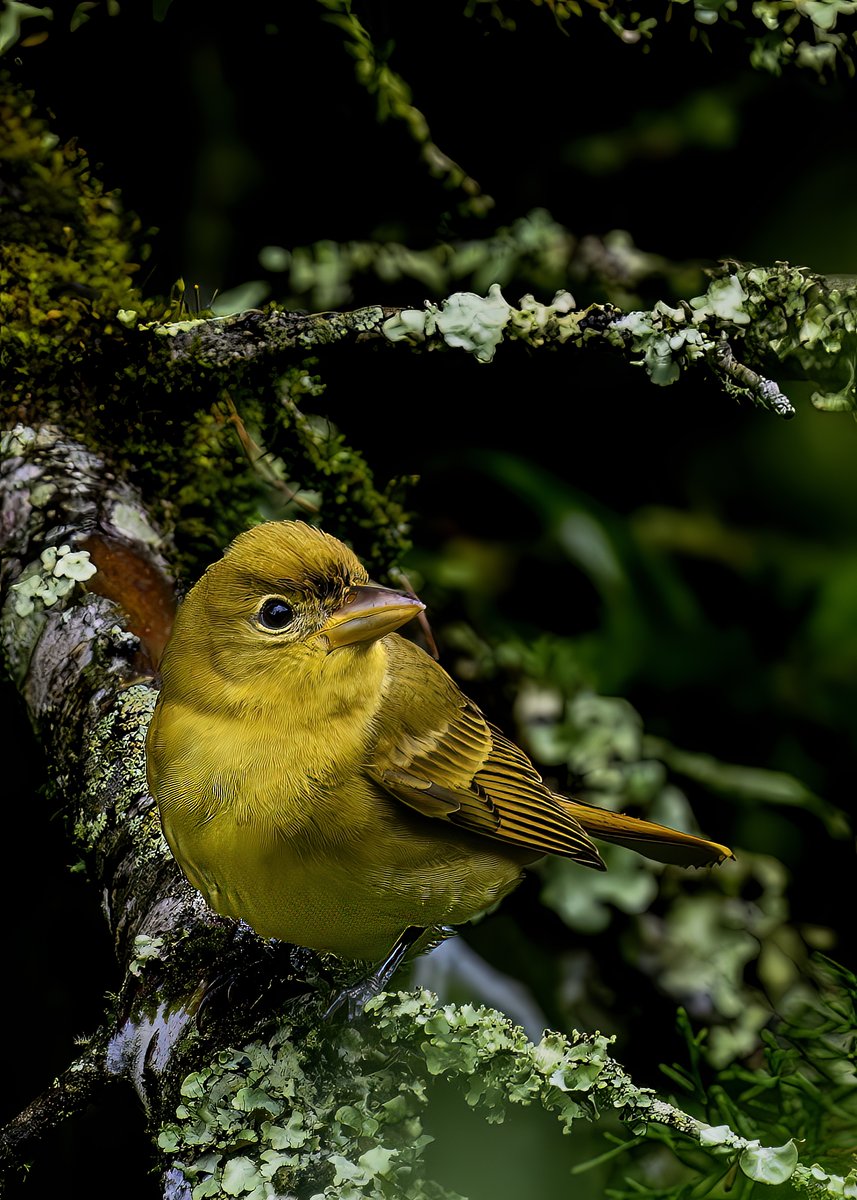 SafayaAnil's tweet photo. Draped in the hues of summer, the Summer Tanager is nature’s living sunrise. 🔥🐦 #NatureInColor
#FeatheredGrace #naturelovers #IndiAves #WildlifeWonders #BirdWatching #Wildlife #NatureBeauty #BirdsOfIndia #BirdsOfTwitter #TwitterNatureCommunity #BBCWildlifePOTD #BirdsOfTheWorld https://t.co/1CltXC8TEL