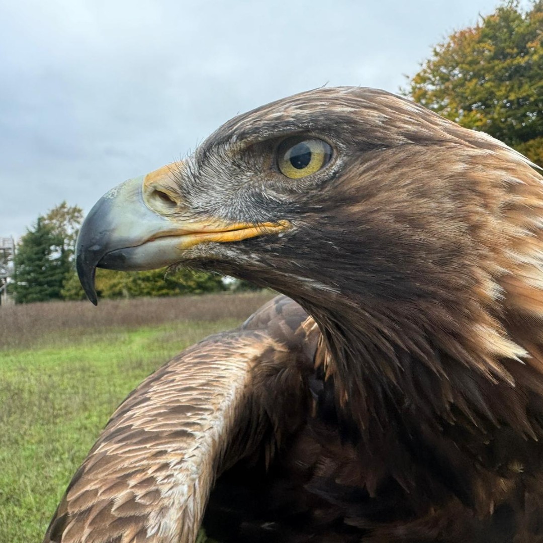 Hawk Conservancy Trust tweet media