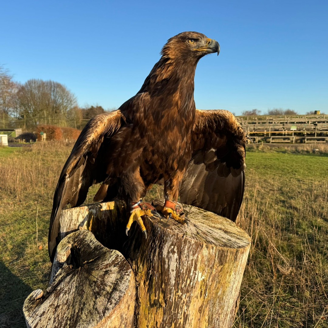 Hawk Conservancy Trust tweet media