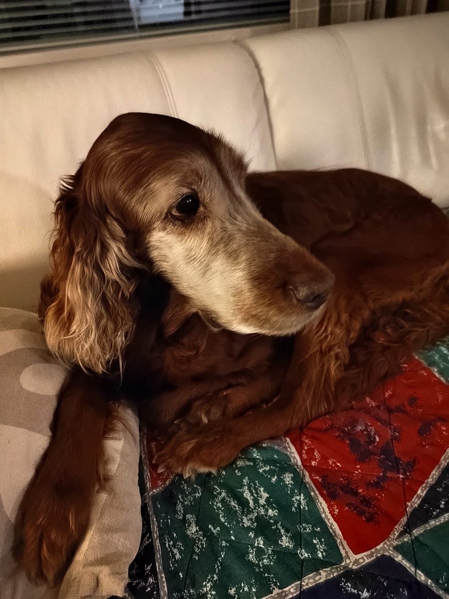 Rakas Sissi ❤️ 2011-2024

29.1. on muistoissa murheen päivä 💔