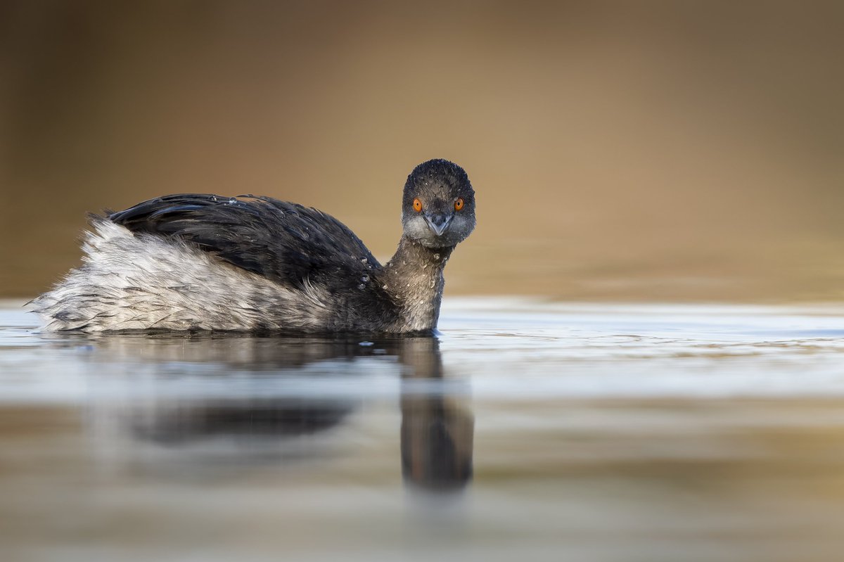 CHM LIPU Ostia tweet media