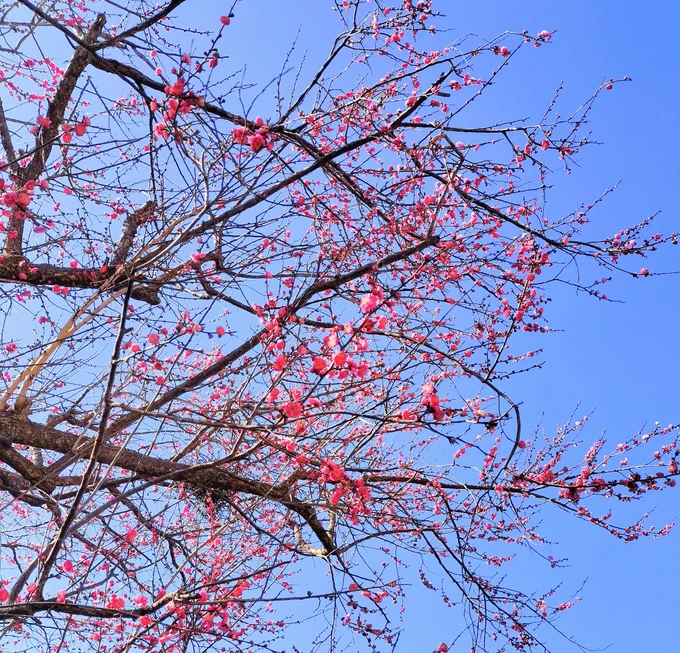 紅梅が咲いておりました。綺麗だった!梅で有名な鎌倉のお寺は観光客で賑わっているかしらん人が寒くて縮こまってる間にもちゃんと蕾を育て花を咲かせる 植物はえらいねぇ 