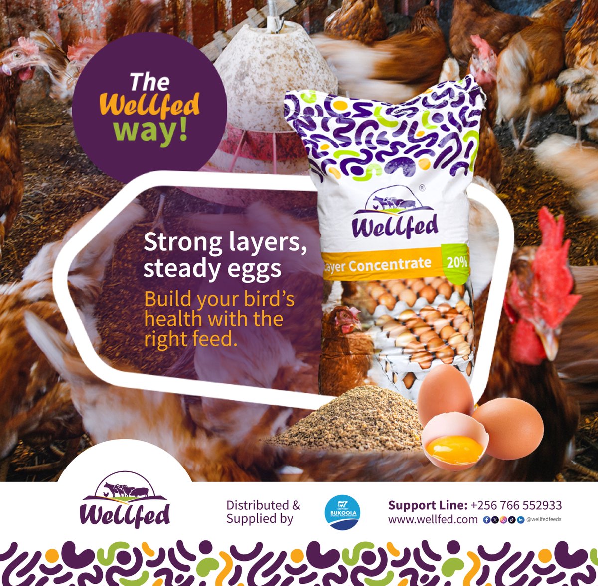 Bukoolavet's tweet image. Want consistent egg production?  Strong layers are the key!  Wellfed concentrates provide the essential nutrients your hens need for healthy, productive lives, leading to a steady supply of high-quality eggs.  Grab your new look Wellfed concentrates today.
#Wellfed #PoultryFeed