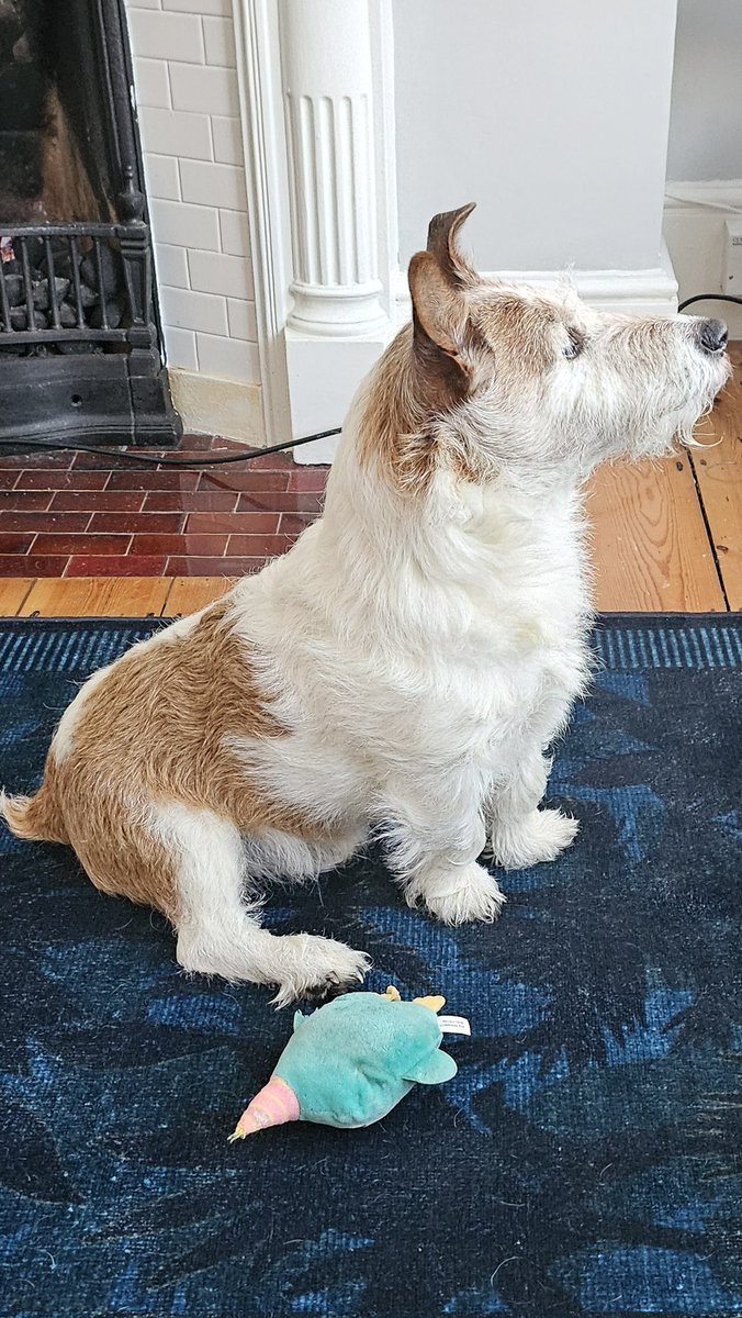 TheMiloDog's tweet image. Got it human? 'Urry up, i can't 'old it much longer! Wuff! #strikeapose #penguin