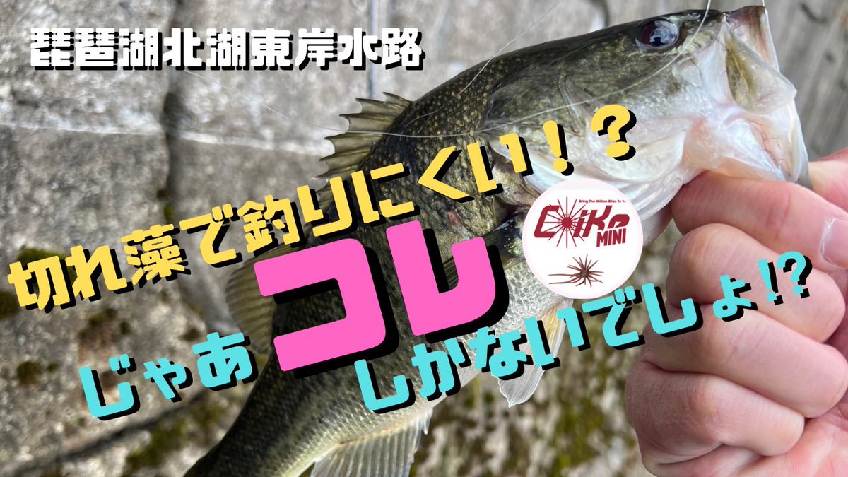 pippibiwakobass's tweet photo. 【琵琶湖バス釣り】切れ藻がめちゃくちゃ多い日に当たったいつも水路で、プラグが無理ならアレしかないでしょう!
https://t.co/7oUgJqxLxn
#琵琶湖
#バス釣り
#バスフィッシング
#コイケミニ
#SHINDY110SF
#ONETENJr https://t.co/dJPF7CXawt