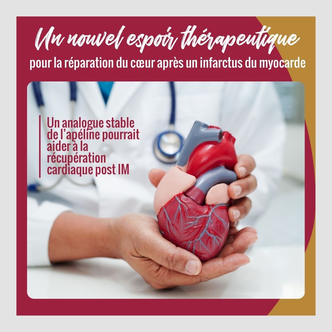 Une avancée prometteuse pour le cœur ! 🫀
Le LIT01-196, un analogue stable de l'apéline-17, améliore la récupération cardiaque après un infarctus du myocarde. 
En savoir + : …ation-recherche-cardio-vasculaire.org/un-nouvel-espo…
<a href="/CNRS/">CNRS 🌍</a> <a href="/Inserm/">Inserm</a> <a href="/CEAParisSaclay/">CEA Paris-Saclay</a> <a href="/CEA_Officiel/">CEA</a> <a href="/cortes_llorens/">Llorens-Cortes Catherine</a> <a href="/Bonnet_Lab/">Dominique Bonnet</a> <a href="/cdf1530/">Collège de France</a>