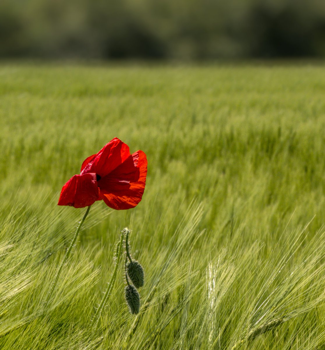 PlanitiaSpectra's tweet photo. A bold red in a sea of green 🌿❤️
#NaturePhotography #PoppyFlower #SummerFields #Wildflowers #VibrantNature #FloralBeauty #SereneScenes #MacroMagic https://t.co/6zsp0bECbv