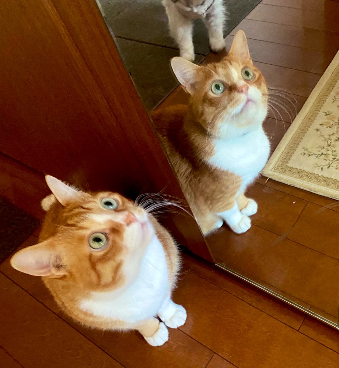 happy_pawsome's tweet photo. イケにゃんが😼
複製される
鏡前🪞
The handsome cat
In front of the mirror
Found another one
#cathaiku #haiku #seryu #ハチさんの名言 https://t.co/FNZEkfyPTH