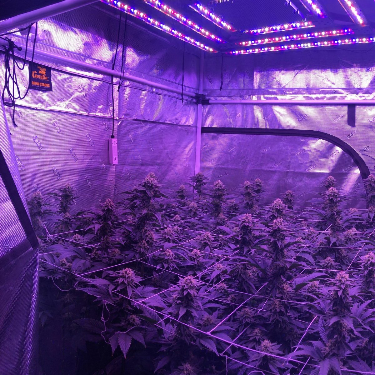 KIND LED grow lights tweet media