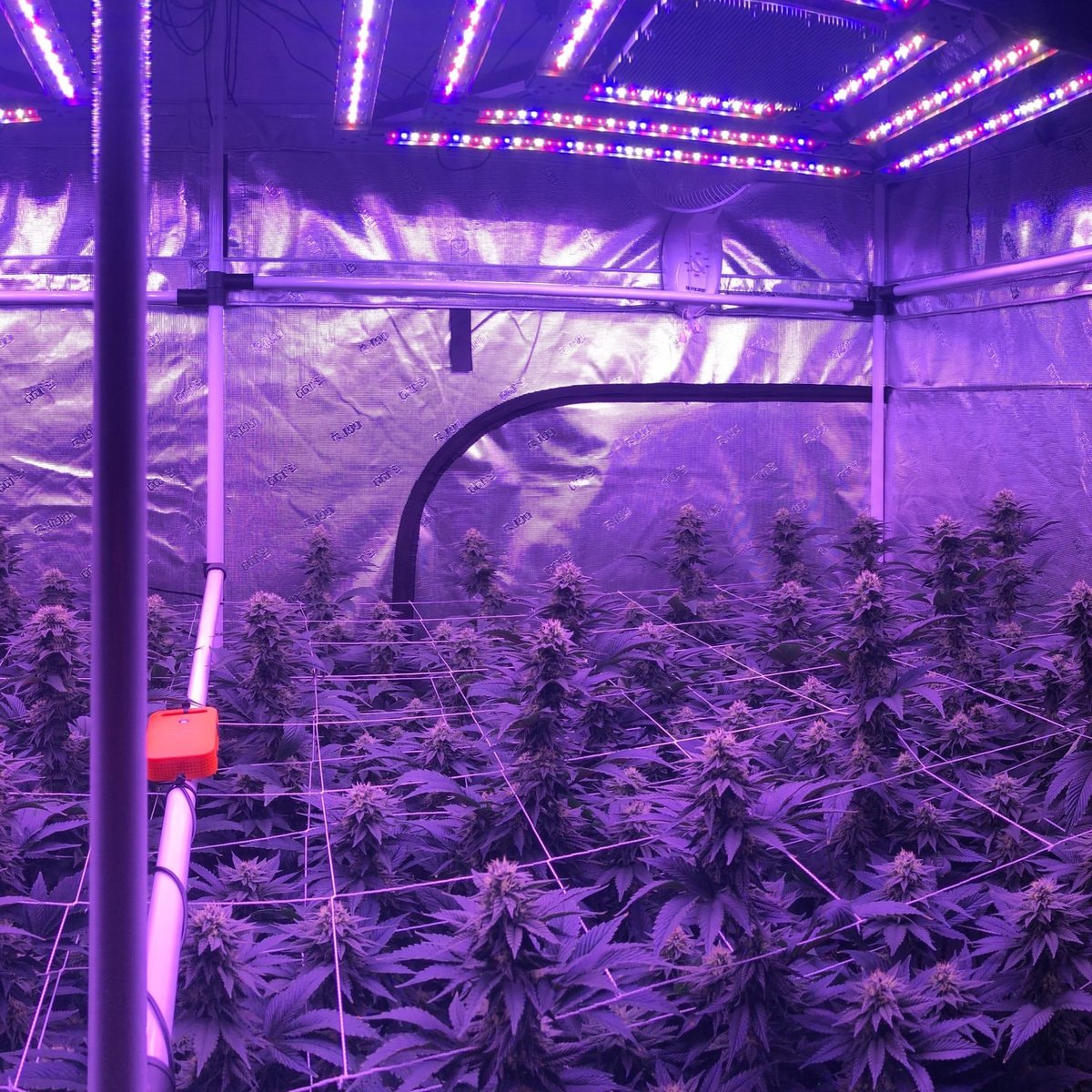 ↠ Swipe for the full view...

🔗 bit.ly/KINDLED
_____________________⁠
#KindLED #GrowWithKind #IndoorGardening #GrowLights