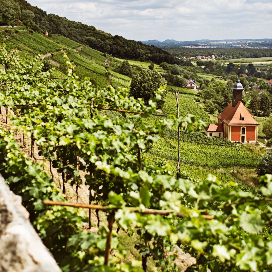 While the majority of Germany’s wine regions are located in the south-west, #Sachsen (also known as #Saxony) is located in the east of the country, bordering Poland and the Czech Republic.

With a viticultural history dating back to 1161, it's certainly worth a visit 🇩🇪🍇