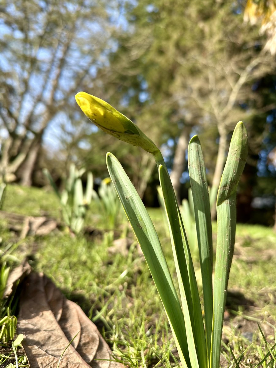 Signs of Spring at Insole Court! 

The first spring bulbs are starting to appear, they will soon be bringing a splash of color to our gardens! Take a stroll, enjoy the fresh air, and watch nature awaken.

📍 Open daily – come and see the beauty of spring unfold!