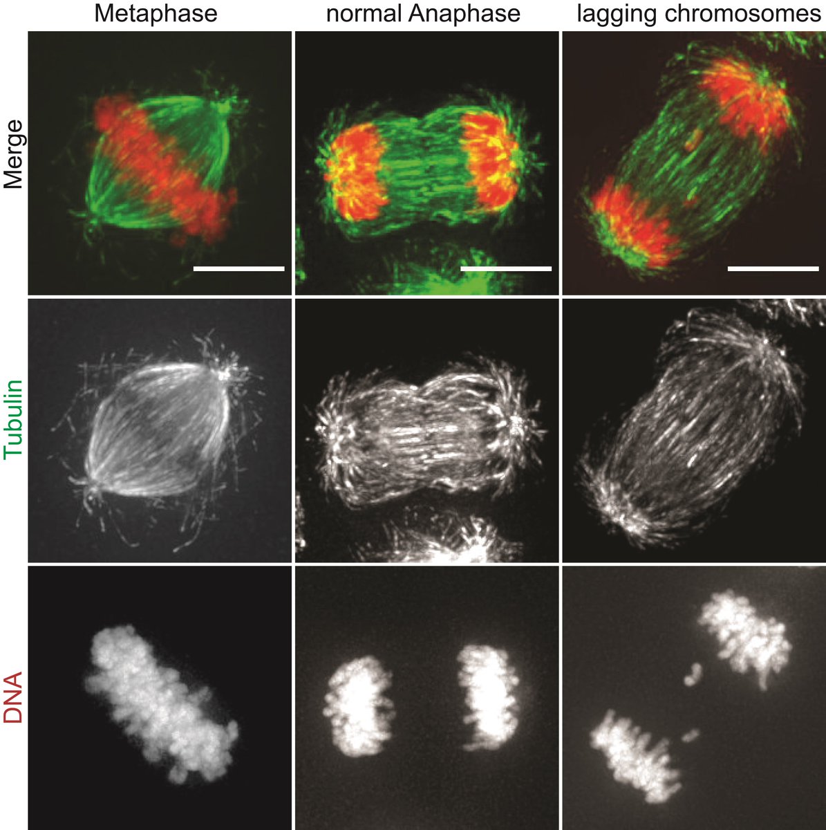 Eine „Tasche“ am Protein Cyclin B ist dafür verantwortlich, dass die Zellteilung in der richtigen Reihenfolge abläuft. Warum das so ist, haben Forschende der Universität Konstanz in zwei Studien herausgefunden.
nature.com/articles/s4146…

Bild: Christian Heinzle/Universität Konstanz