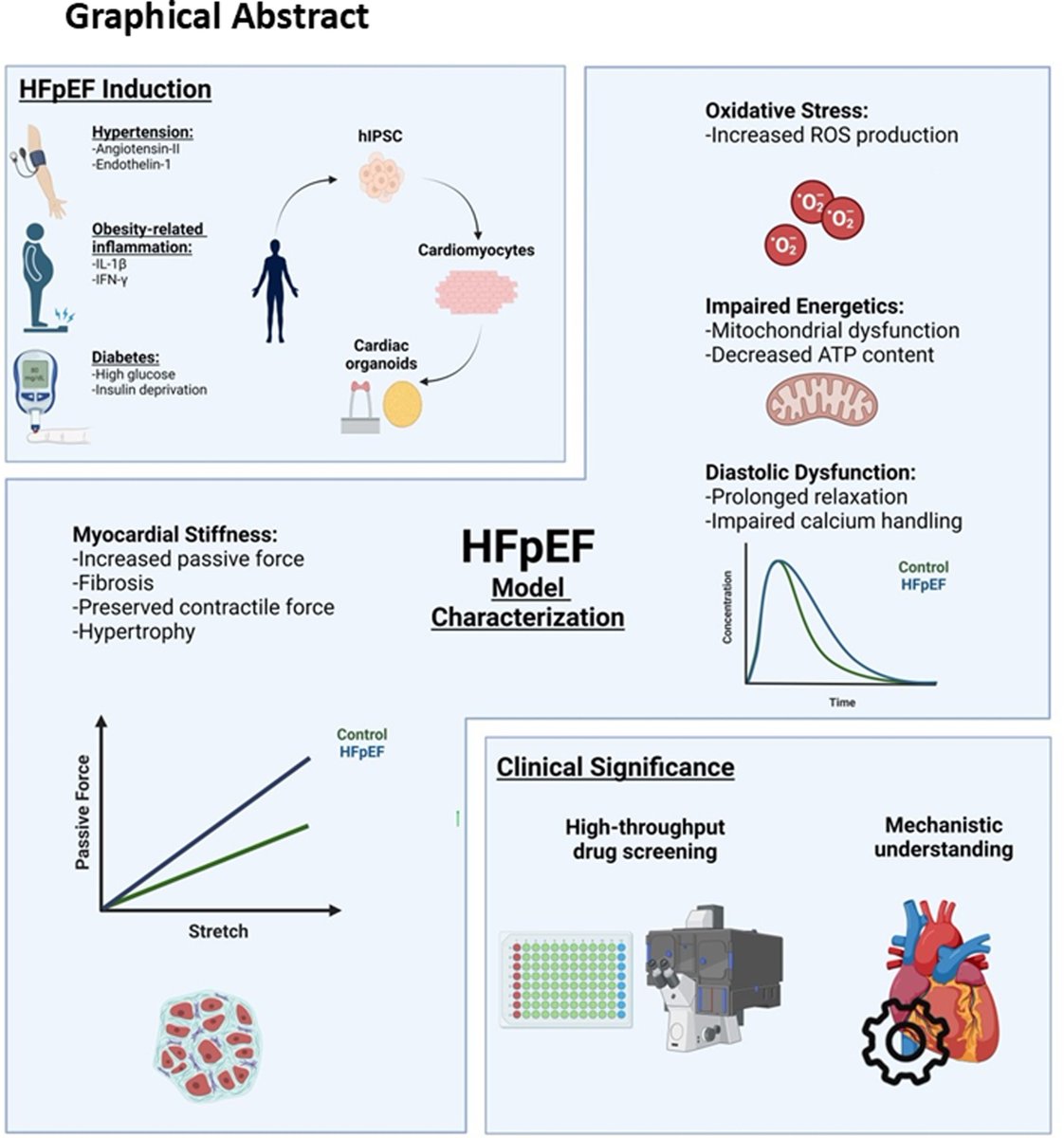 Dr Anastasia Mihailidou FAHA FCSANZ FESC (@anastasiasmihai) on Twitter photo Very exciting <a href="/AHAScience/">AHA Science</a> in <a href="/CircHF/">Circ: Heart Failure</a> !!
Modeling #HFpEF Using Human Induced Pluripotent Stem CellโDerived Cardiac Organoids
doi.org/10.1161/CIRCHEโฆ
A novel, human, in vitro model for HFpEF which "faithfully recapitulated the structural, functional, & mechanistic features of Very exciting <a href="/AHAScience/">AHA Science</a> in <a href="/CircHF/">Circ: Heart Failure</a> !!
Modeling #HFpEF Using Human Induced Pluripotent Stem CellโDerived Cardiac Organoids
doi.org/10.1161/CIRCHEโฆ
A novel, human, in vitro model for HFpEF which "faithfully recapitulated the structural, functional, & mechanistic features of