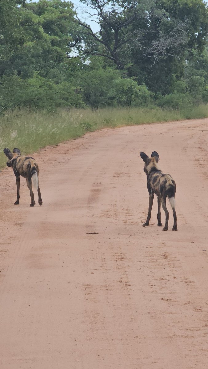 Wildside Magazine tweet media