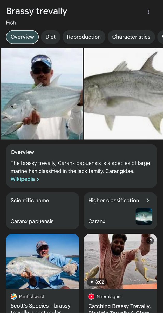 Often mistaken as a giant trevally: brassy trevally.