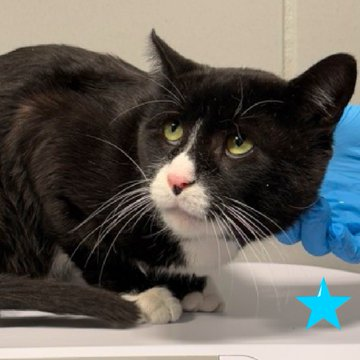 See tuxie "Tomas" with the soulful eyes
&amp; hear his plaintive heartfelt cries!
a #NewYork person I just really know
will make his adoption their urgent goal!
And pledges too from all of us
will save his life with little fuss! 🙏
VERY URGENT!
nycacc.app/browse/219224 #nycacc