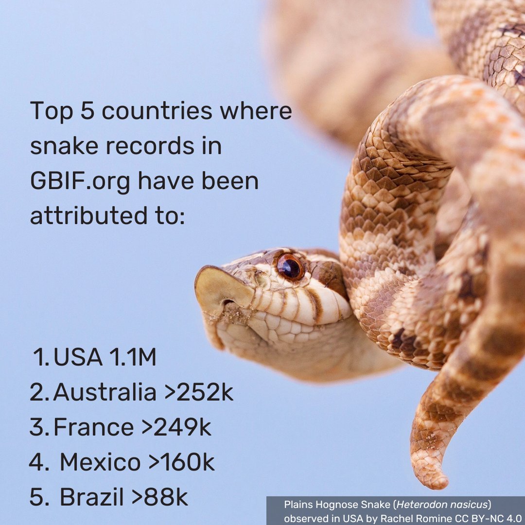 🐍Hissing you a happy #LunarNewYear with data about snakes accessible via GBIF!

Explore some slithery records here: 🔗ow.ly/L54C50UOF7Z