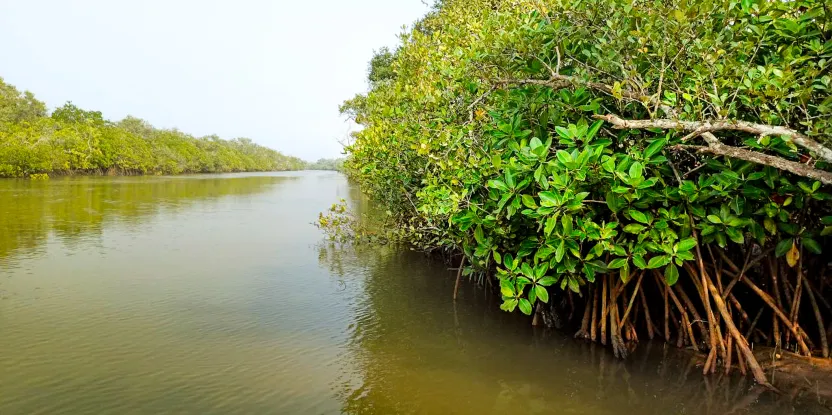eclector1419857's tweet photo. #Coringa near #Kakinada

1978-Declared #sanctuary 
Encompasses 40% #AndhraPradesh #Mangrove Cover

Approx. recorded
382 #Fish species
245 #Bird species
35 #Mangroves species

🚨What #Coringa needs
#IDWH scheme funds
To get #Ramsar site status

.@ncbn garu

https://t.co/odaI9gwCIJ https://t.co/2kkbgZFzZh