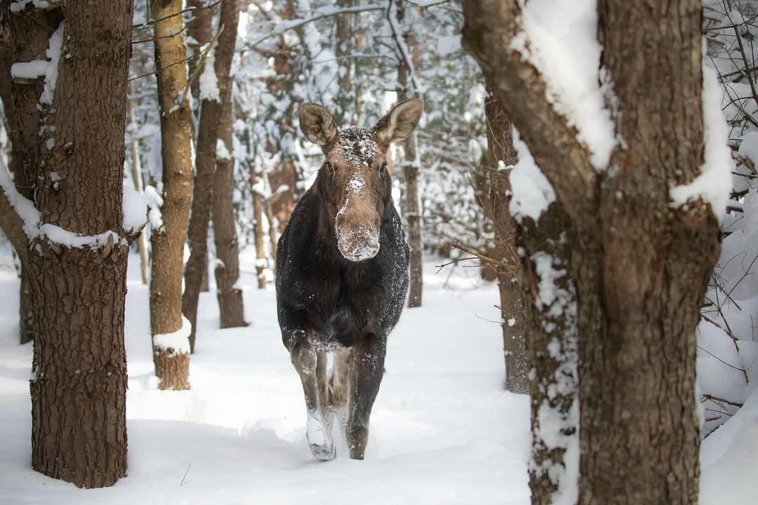 Ella the Moose is one of the favourite residents at our Wildlife Rescue &amp; Rehab Volunteer Project, Canada. 🇨🇦

workingabroad.com/projects/wildl… 

#iamworkingabroad #moose #canada #wildliferescue #animalrescue #winter #canadianwildlife
