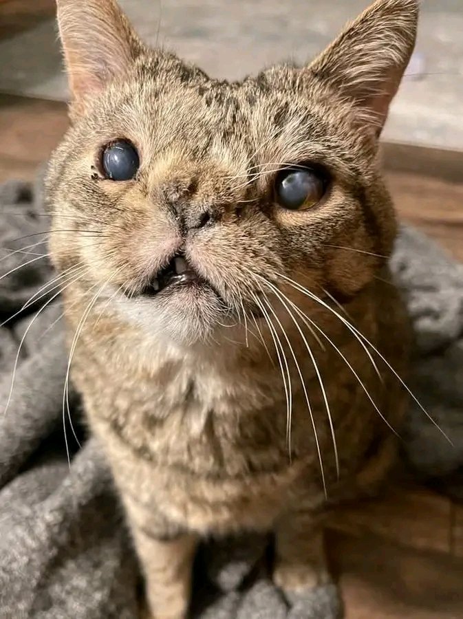 justpets__'s tweet photo. I'm very sick🥺plz pray for me🙏🙏 https://t.co/iCuJnq98gK