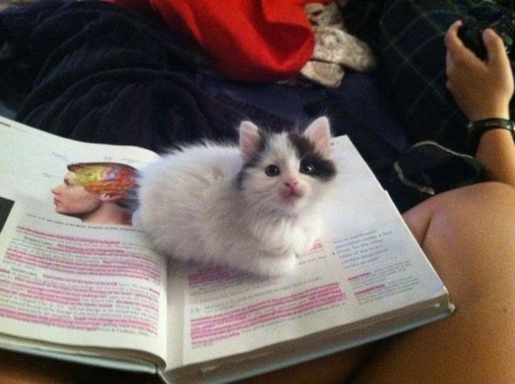 PostsOfCats's tweet photo. https://t.co/RyEQgt7MnV