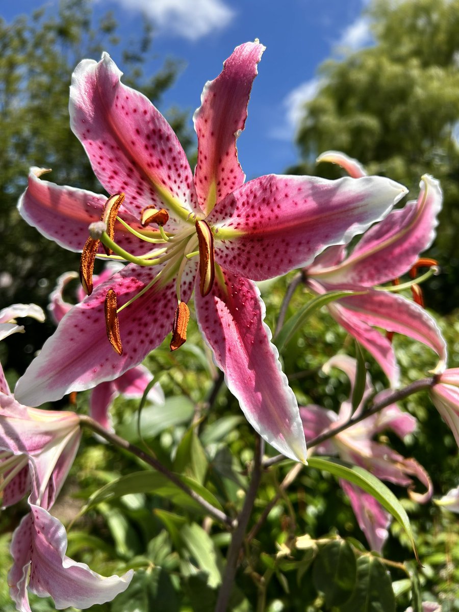 alice chik also @alicechik.bsky.social tweet media