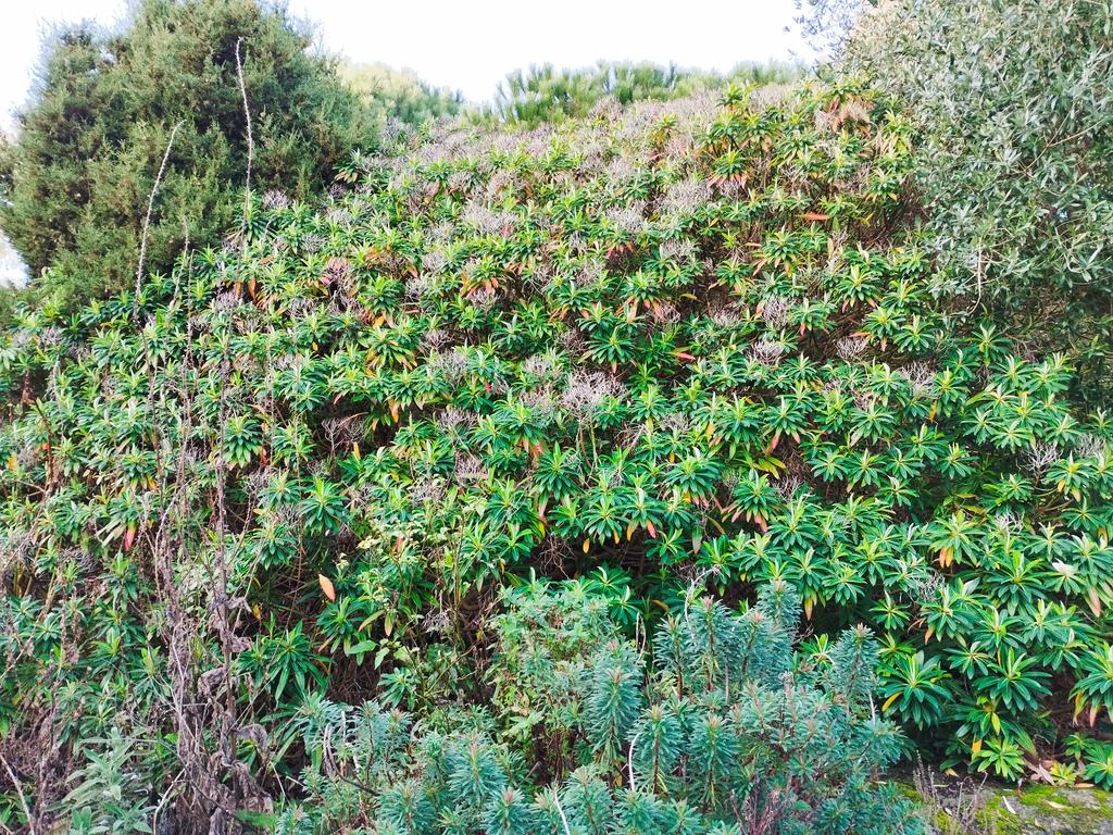 Leaf colour on the huge Euphorbia in the Long Border <a href="/Ventnor_Botanic/">Ventnor Botanic Garden</a>