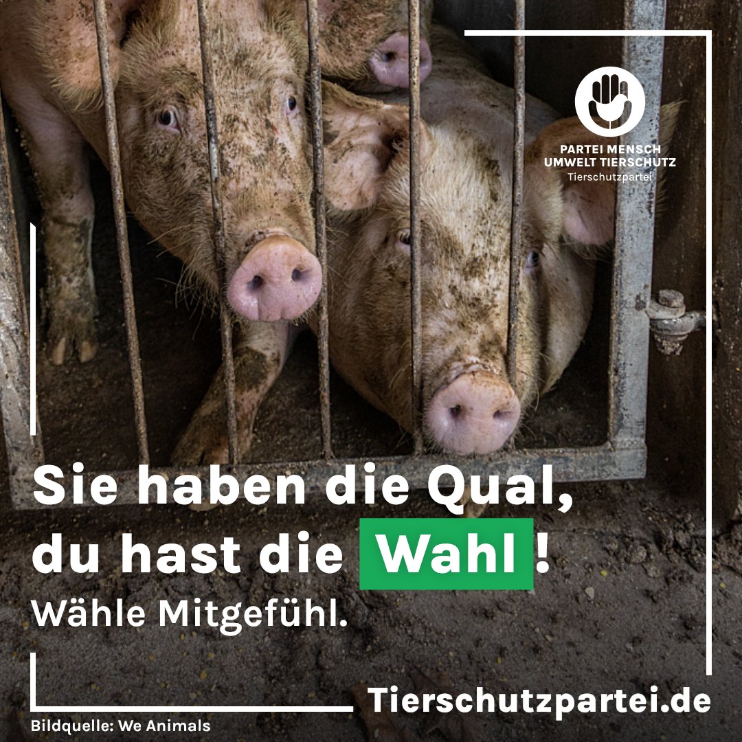 Du hast die Wahl: Entscheide dich für Mitgefühl - jede Stimme zählt.