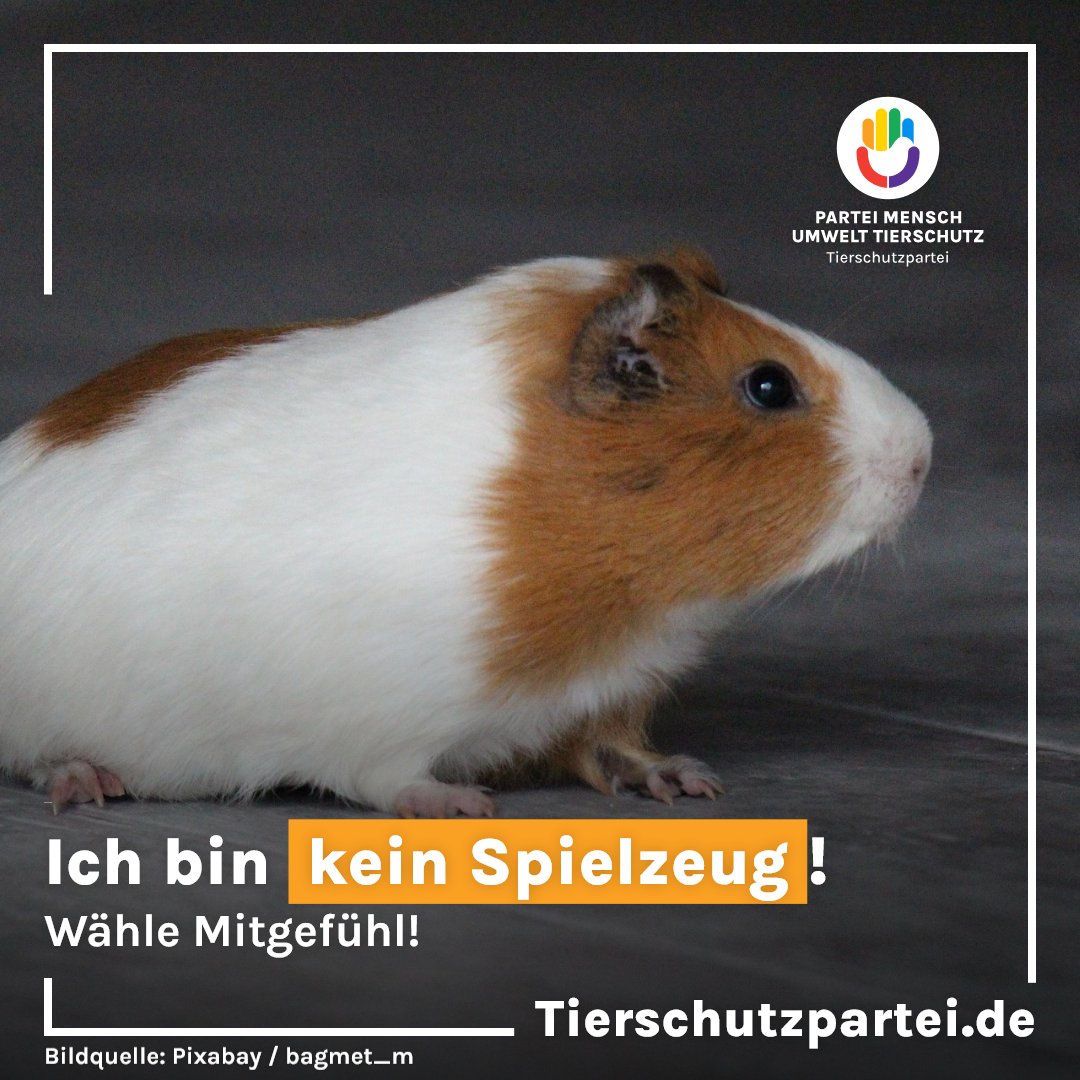 #Tiere sind kein #Spielzeug! #Adoptieren statt kaufen, Sachkundenachweis einführen!