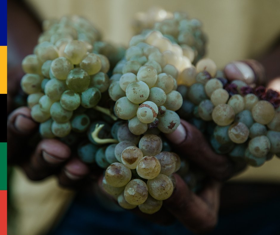 Harvest Update

Optimism is high for the 2025 South African grape harvest. Moderate summer conditions and healthy vines pave the way for an exceptional vintage. Early cultivars are, and late-season varieties look equally promising. 

📢: loom.ly/cJTl-wU

@vinpro_za
#SAWIS
