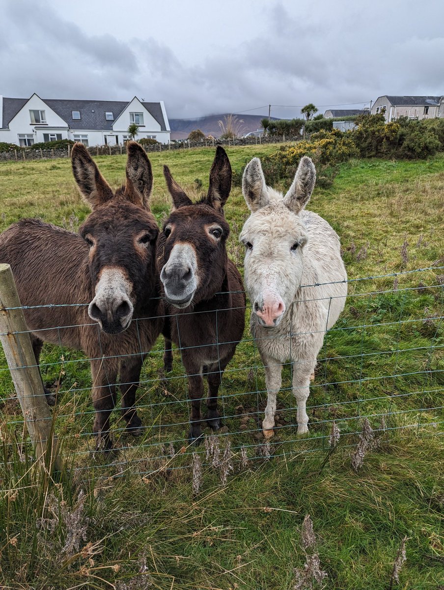 Sometimes all you need is a donkey or three in life to make you smile 😁 Achill donkeys rock! #donkey