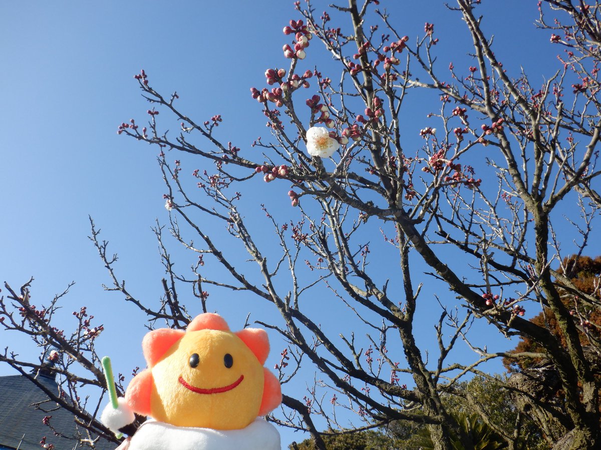 1月29日（水）、銚子で #うめ の開花を観測しました。
平年より9日遅く、昨年より17日遅い観測です。

生物季節観測の記録
data.jma.go.jp/choshi/shosai/…