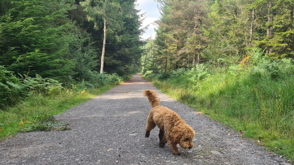 Time for walkies... January is National Dog Walking Month.📷

Exeter city centre itself is very dog-friendly, plus we're close to countryside, forest, moorland &amp; coast so there's lots of places to explore the great outdoors with your furry friend!📷tinyurl.com/2ykukhx8