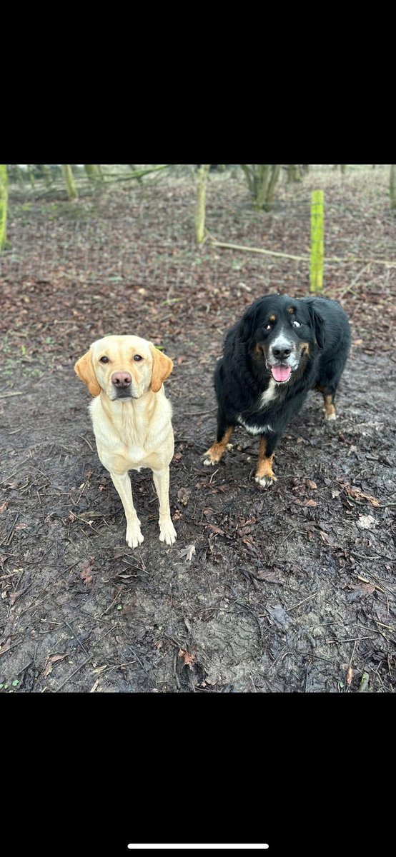 DWdoublebass's tweet photo. @bushontheradio Told Murphy to play it cool in front of his new girlfriend Maggie. Didn't listen... THE EYES!! https://t.co/o1JfYXtLPv